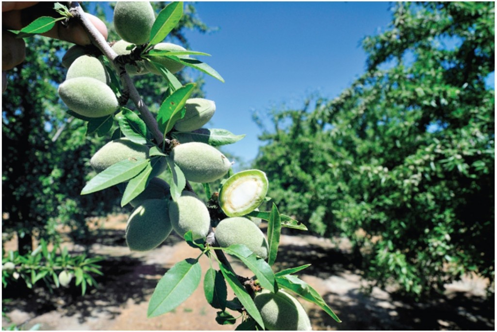 Almond Crop