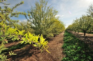 Orchards irrigated with high pH ground water during the 2014 growing season are showing the effects on their current growth and development.