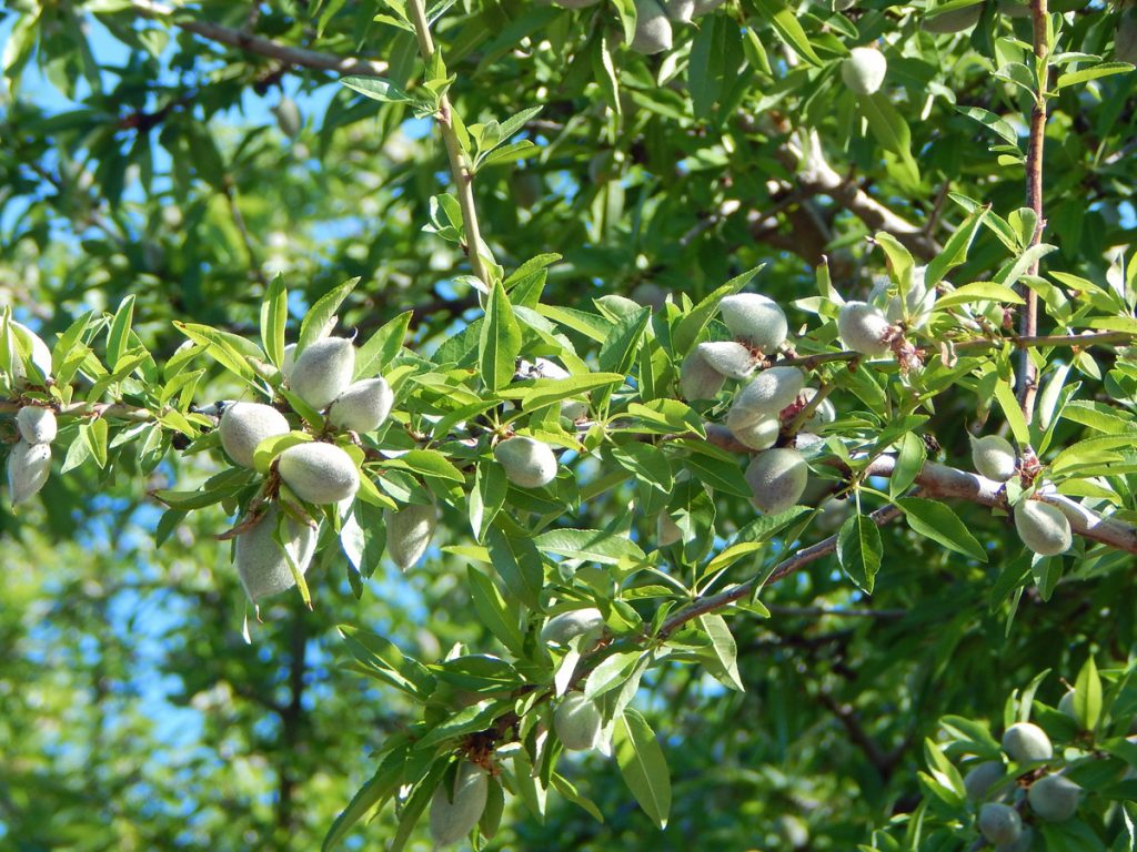 A New Era for Almonds NASS Subjective Estimate 2 billion lbs Blue