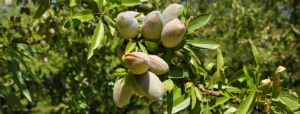 almonds on tree with early signs of hull split