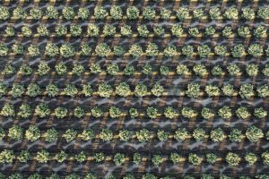 Aerial photo of almond orchard rows