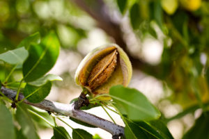 Ripened almond hanging on a tree