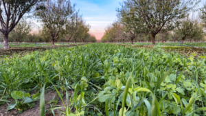 cover crops with almond trees in background