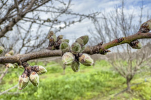 Close up of almond blossom bud.