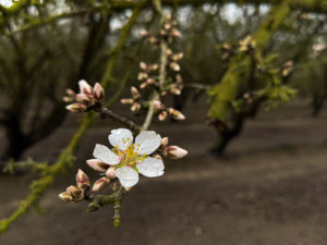 Aldrich Bloom Popcorn in Merced County