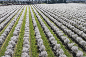 Yorizane Bloom in Stanislaus County)