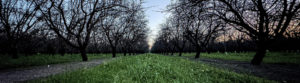 almond orchard cover crop