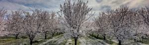 orchard in bloom