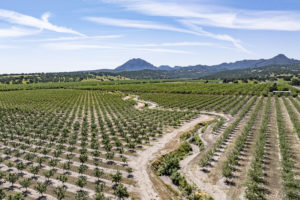 Almond Orchard Near the Sutter Buttes