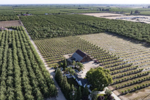 Mixed Age Orchards Near Escalon in San Joaquin County