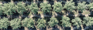 aerial view almond orchard with trees